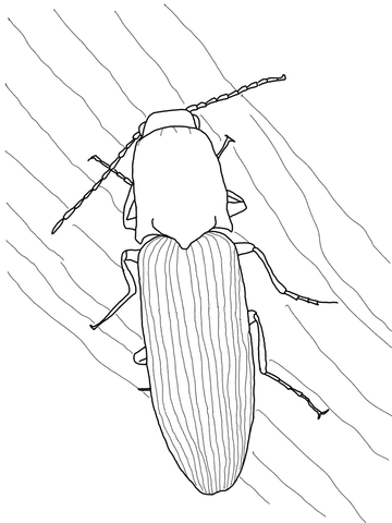 Click Beetle Coloring Page